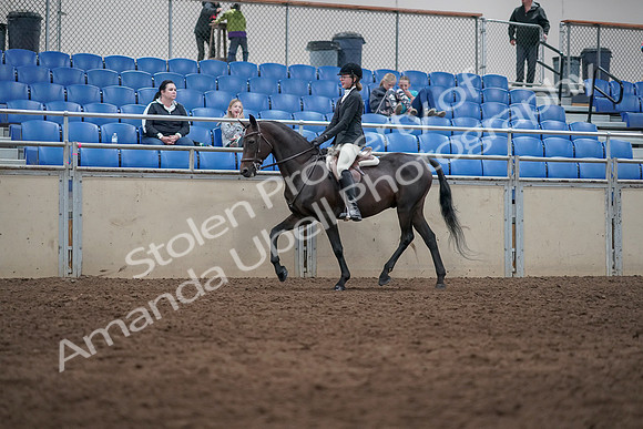 2019 Morgan Horse Show - Sept 01, 2019 - 09003