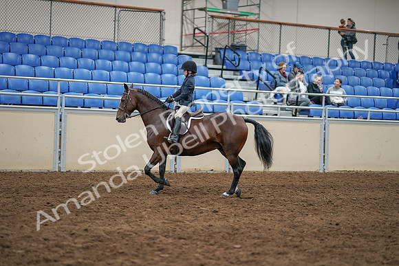 2020 - AB Morgan Horse - Sun, Sept 06 - 07849