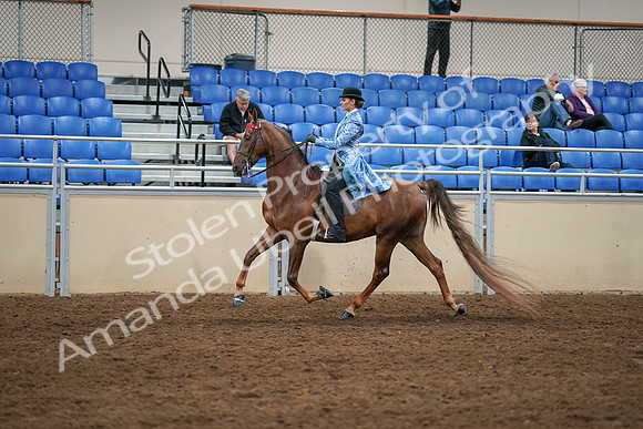 2020 - AB Morgan Horse - Sat, Sept 05 - 03312