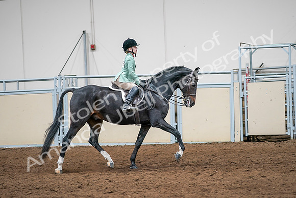 2020 - AB Morgan Horse - Sun, Sept 06 - 08062