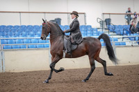 Class 051 - AMHC Futurity 3 Yr Old Performance