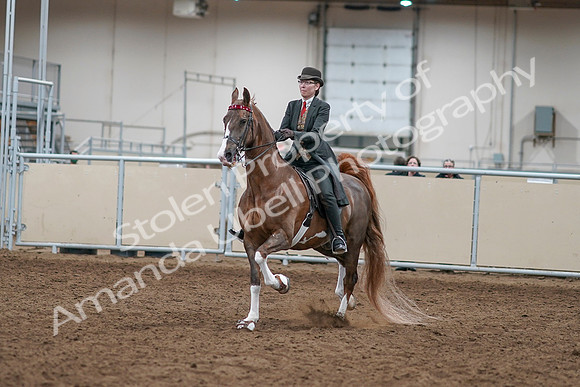 2020 - AB Morgan Horse - Sat, Sept 05 - 12946