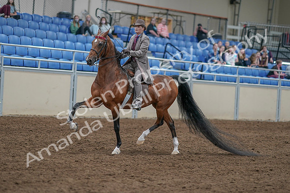 2020 - AB Morgan Horse - Fri, Sept 04 - 11305