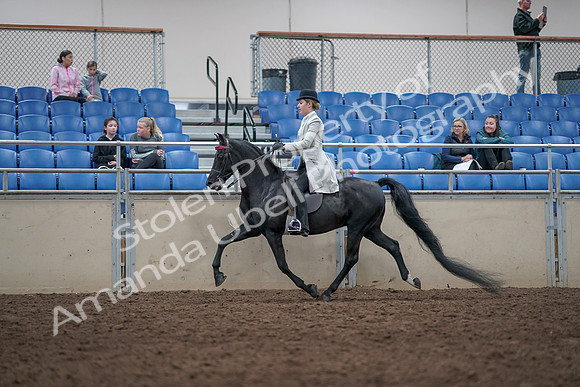 2019 Morgan Horse Show - Aug 31, 2019 - 09432