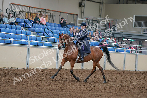 2020 - AB Morgan Horse - Fri, Sept 04 - 11207