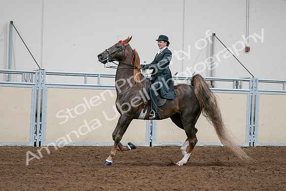 2020 - AB Morgan Horse - Sat, Sept 05 - 13127