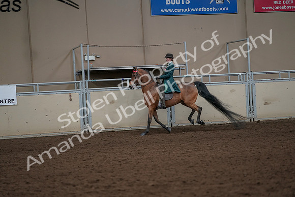 2019 Morgan Horse Show - Aug 30, 2019 - 28006