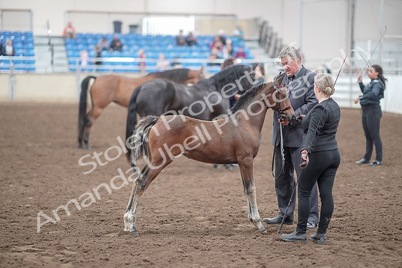 2019 Morgan Horse Show - Aug 31, 2019 - 00930
