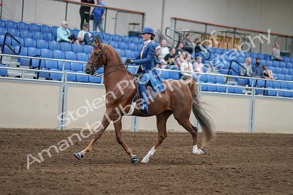 2020 - AB Morgan Horse - Sat, Sept 05 - 06186