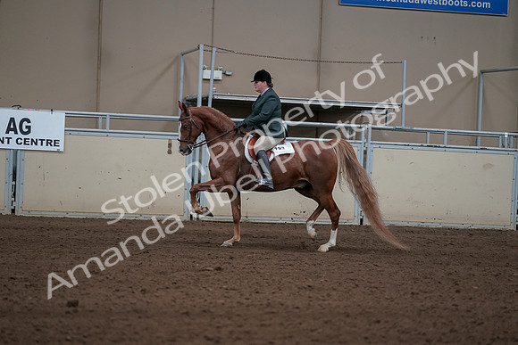2019 Morgan Horse Show - Sept 01, 2019 - 12219