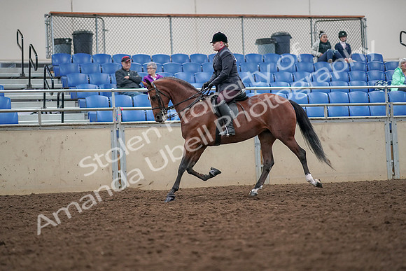 2019 Morgan Horse Show - Aug 30, 2019 - 20437