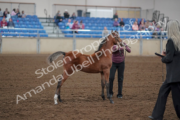 2019 Morgan Horse Show - Aug 30, 2019 - 24806