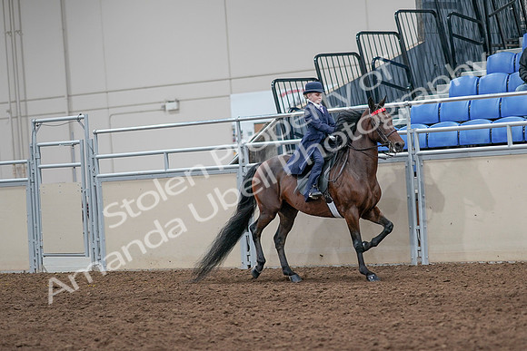 2020 - AB Morgan Horse - Sat, Sept 05 - 04875