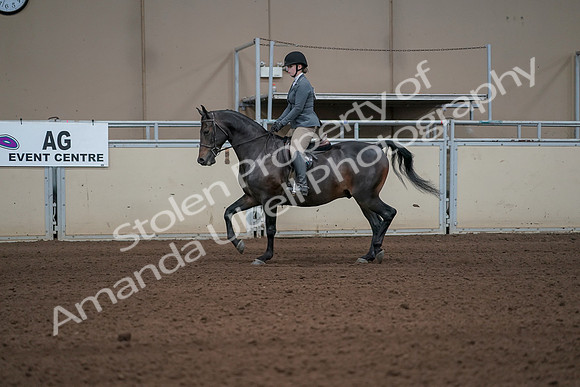 2019 Morgan Horse Show - Sept 01, 2019 - 10920_1
