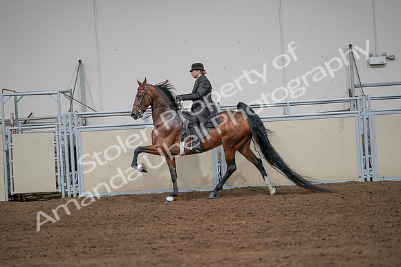 2020 - AB Morgan Horse - Fri, Sept 04 - 09662