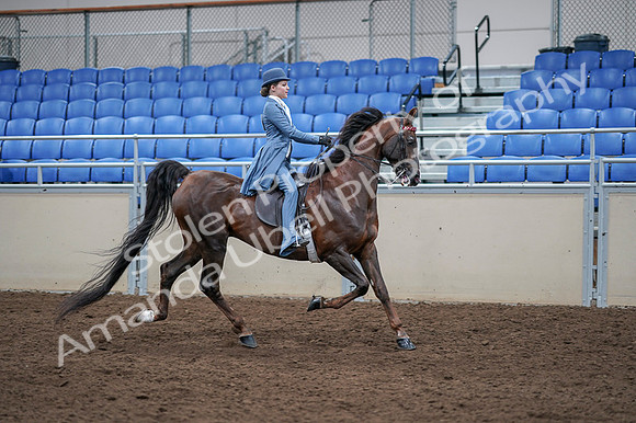 2020 - AB Morgan Horse - Fri, Sept 04 - 05066