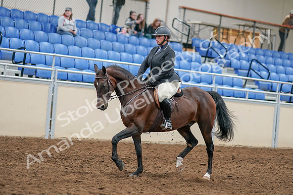 2020 - AB Morgan Horse - Sat, Sept 05 - 14459
