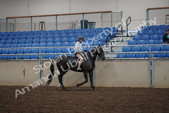 2019 Morgan Horse Show - Aug 30, 2019 - 31373