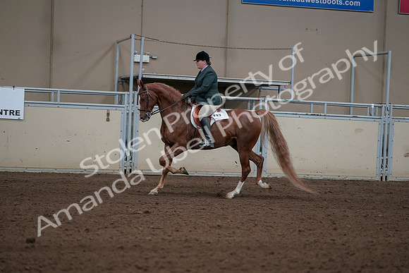 2019 Morgan Horse Show - Sept 01, 2019 - 12217