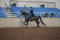 2019 Morgan Horse Show - Aug 30, 2019 - 15289
