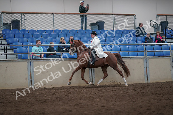 2019 Morgan Horse Show - Aug 31, 2019 - 08671