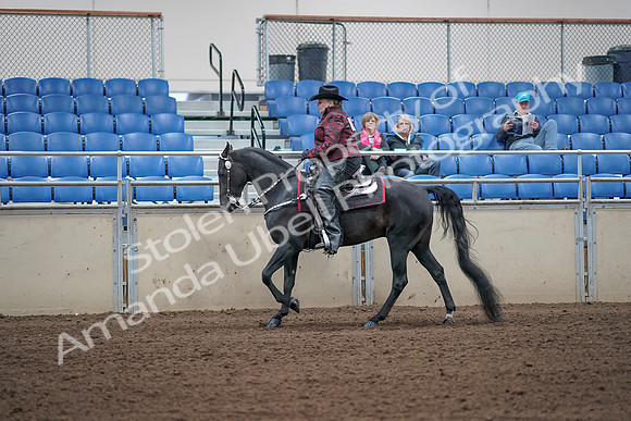 2019 Morgan Horse Show - Aug 31, 2019 - 10653
