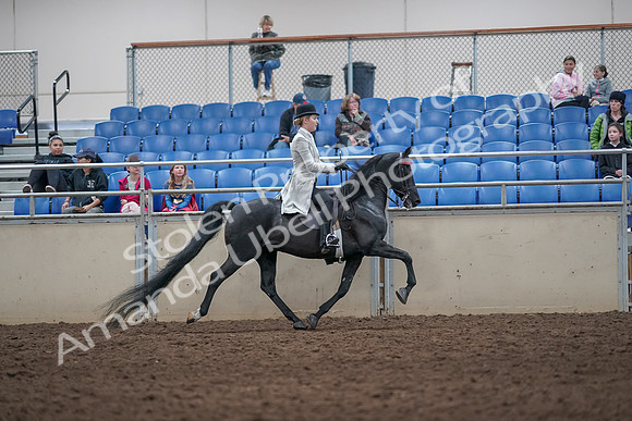 2019 Morgan Horse Show - Aug 31, 2019 - 09631