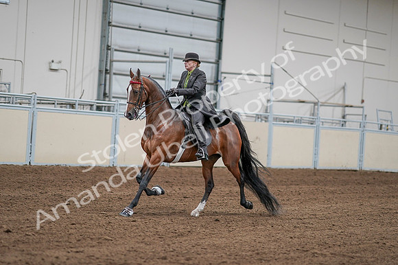 2020 - AB Morgan Horse - Fri, Sept 04 - 09557
