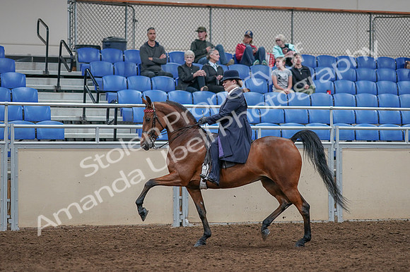 2020 - AB Morgan Horse - Fri, Sept 04 - 11232
