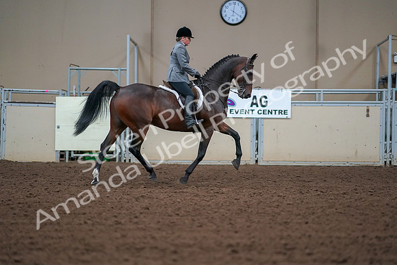 2019 Morgan Horse Show - Aug 30, 2019 - 20679