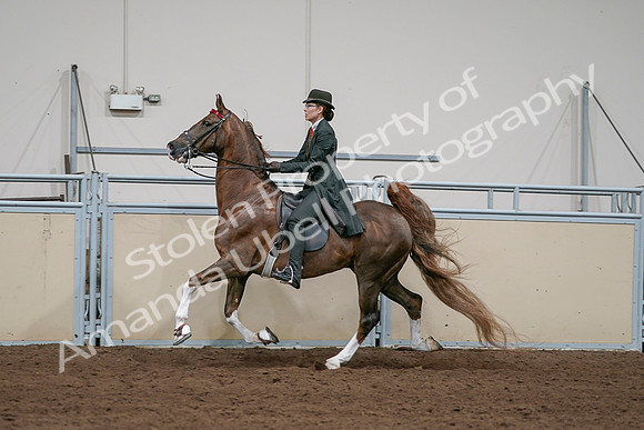 2020 - AB Morgan Horse - Sat, Sept 05 - 13058