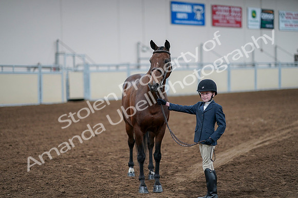 2020 - AB Morgan Horse - Fri, Sept 04 - 01029