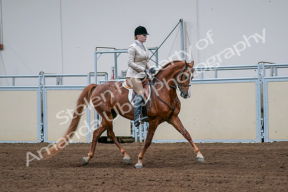 2020 - AB Morgan Horse - Fri, Sept 04 - 01709