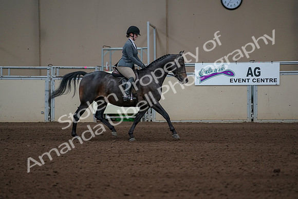 2019 Morgan Horse Show - Sept 01, 2019 - 11052