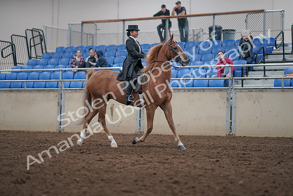 2019 Morgan Horse Show - Aug 31, 2019 - 20717