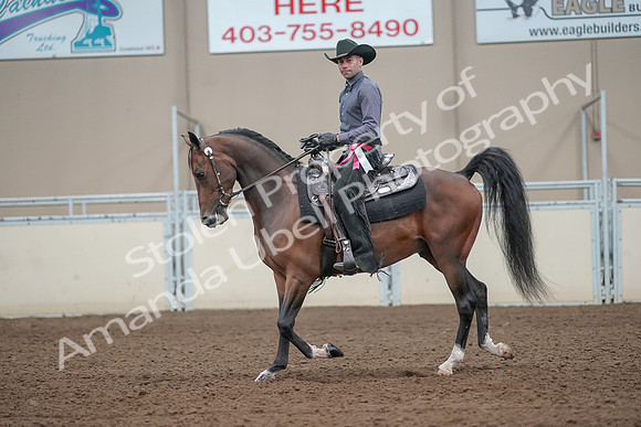 2019 Morgan Horse Show - Aug 31, 2019 - 06288