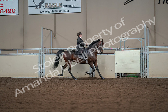 2019 Morgan Horse Show - Aug 30, 2019 - 28119