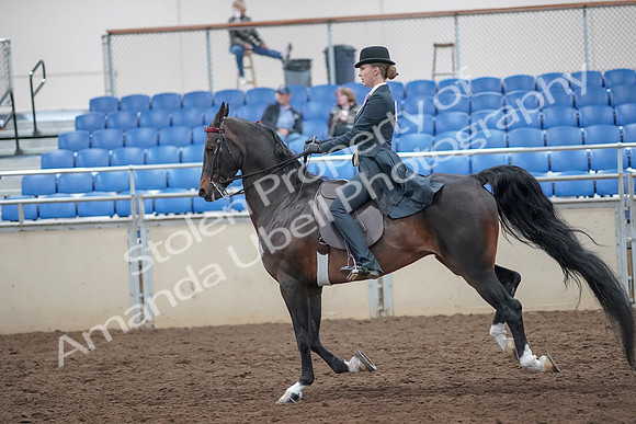 2019 Morgan Horse Show - Aug 31, 2019 - 08832