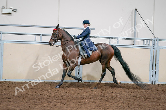 2020 - AB Morgan Horse - Sat, Sept 05 - 04812