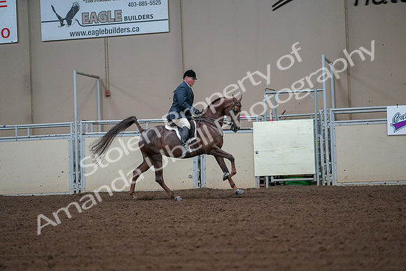 2019 Morgan Horse Show - Aug 30, 2019 - 17530