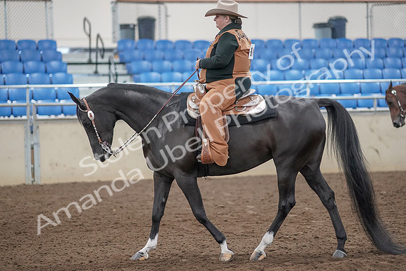 2019 Morgan Horse Show - Aug 31, 2019 - 06024