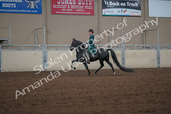 2019 Morgan Horse Show - Aug 30, 2019 - 15444