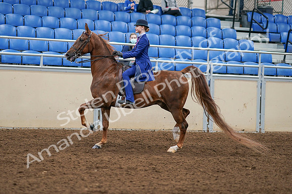 2020 - AB Morgan Horse - Fri, Sept 04 - 04891