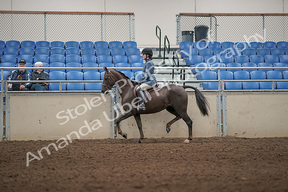 2019 Morgan Horse Show - Aug 31, 2019 - 05000