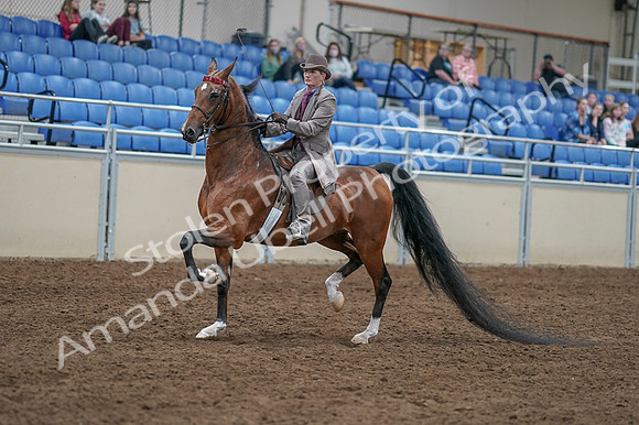 2020 - AB Morgan Horse - Fri, Sept 04 - 11310