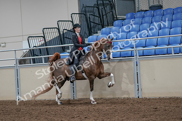 2020 - AB Morgan Horse - Fri, Sept 04 - 09858