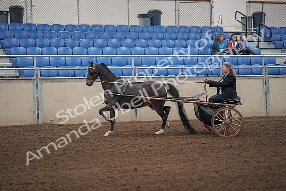 2019 Morgan Horse Show - Aug 31, 2019 - 04237