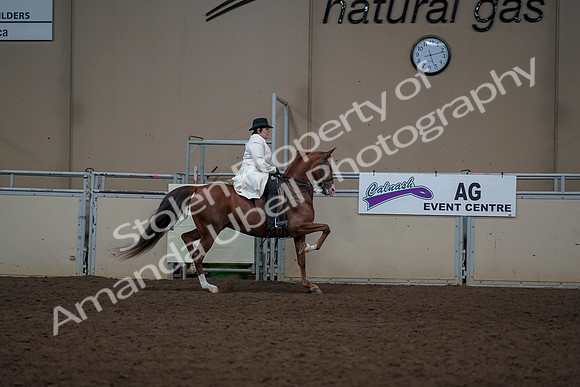 2019 Morgan Horse Show - Aug 31, 2019 - 17953