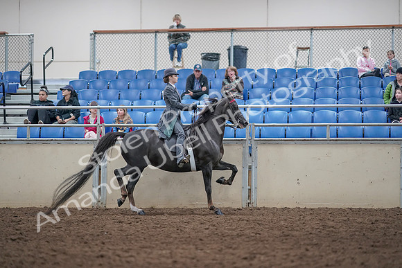 2019 Morgan Horse Show - Aug 31, 2019 - 09650