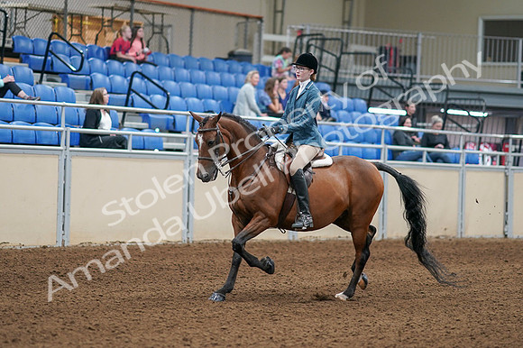 2020 - AB Morgan Horse - Fri, Sept 04 - 03961